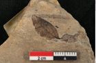 Foto (Detailansicht) von Cinnamomum scheuchzeri Heer (NHMW-GEO-2024-0188-11404)